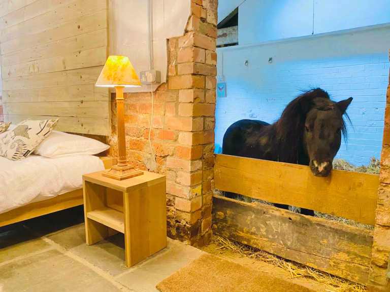 A miniature Shetland pony named Basil standing in the bedroom stable area of a unique Airbnb stay near Nottingham in the UK.